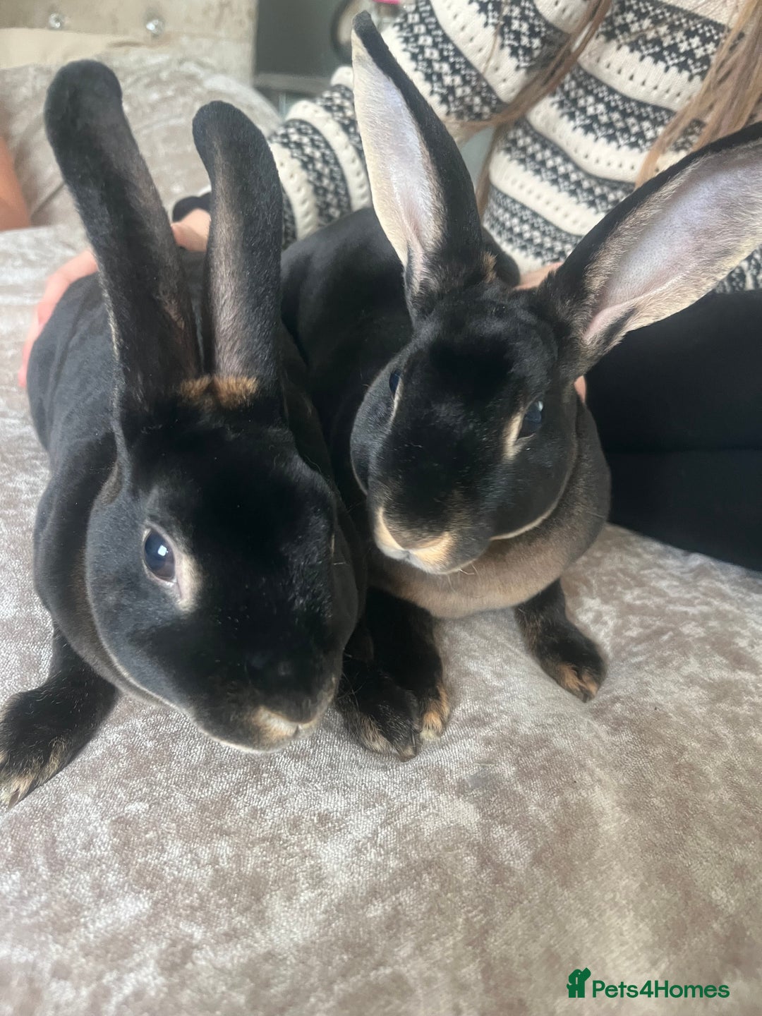 Rex rabbits for sale: Last Rex baby Bunny’s looking for loving homes  - Image 3
