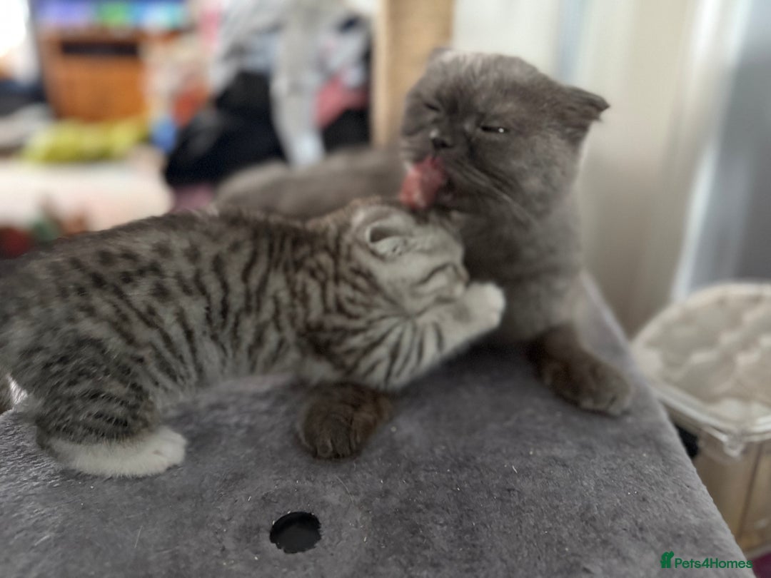 Scottish Fold cats for sale: 5 beautiful Scottish fold kittens  - Advert 11