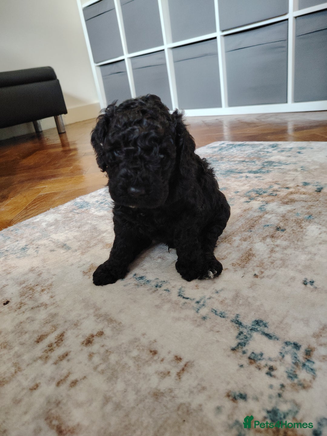 Mixed Breed dogs for sale: 5 Beautiful cocker poochon puppies for sale 😍 - Image 11