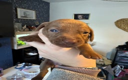 Dachshund dogs for sale: STUNNING dashaunds!!  - Advert 16