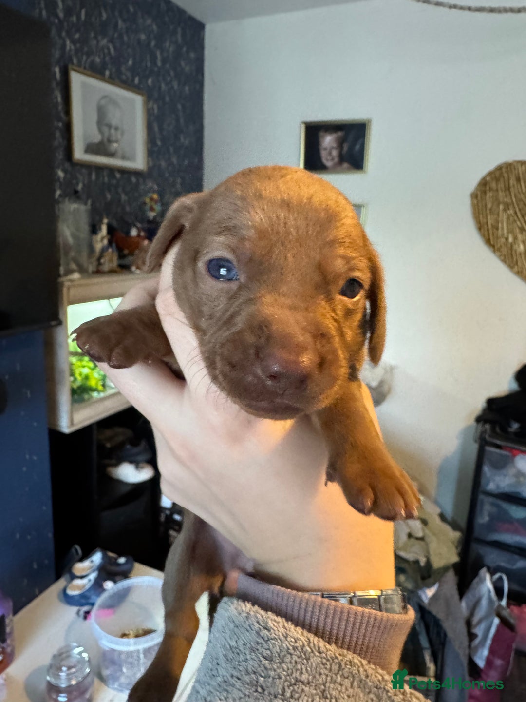 Dachshund dogs for sale: STUNNING dashaunds!!  - Advert 16