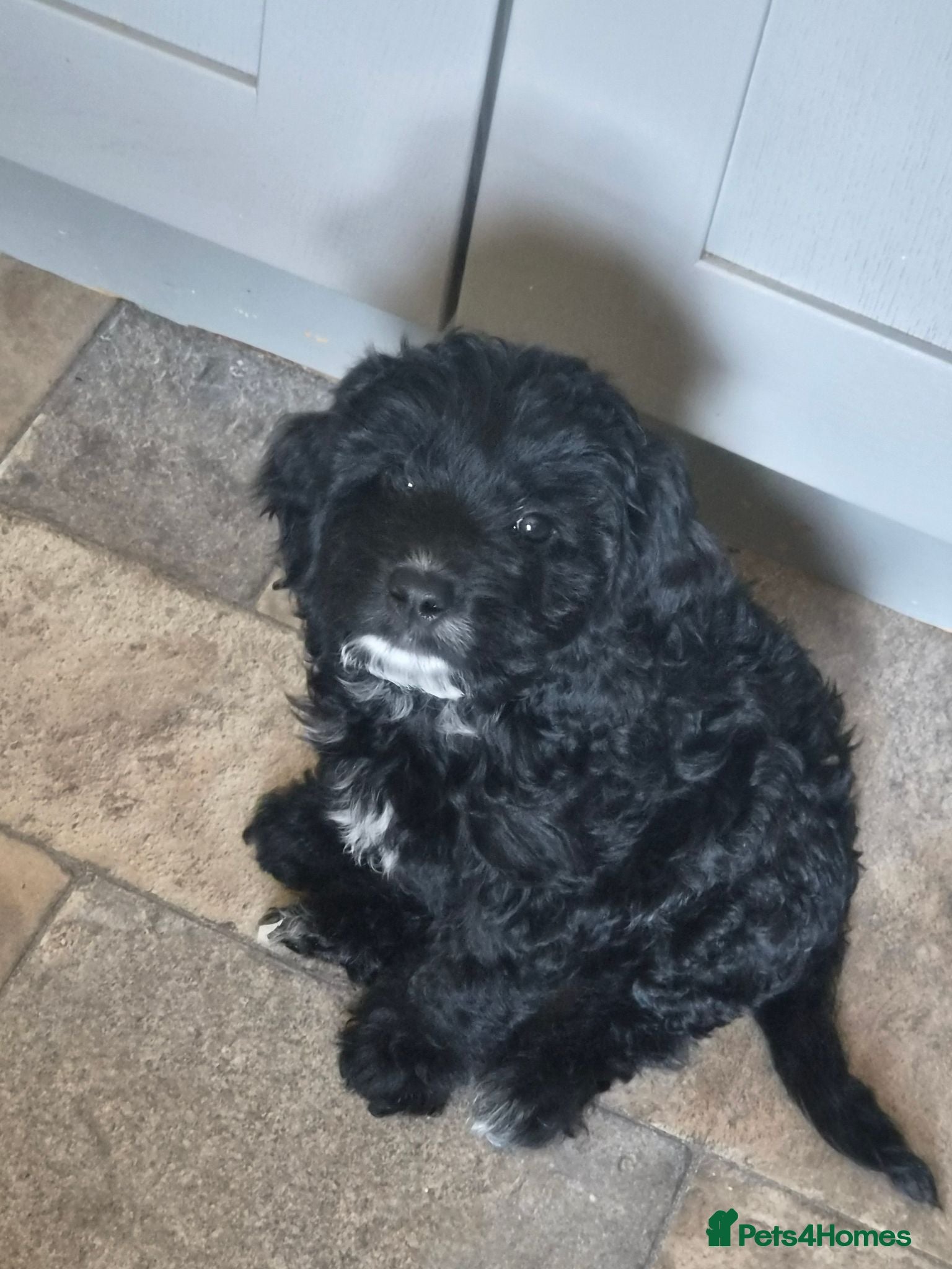Cockapoo dogs Beautiful Litter of Stunning Cockerpoo Puppies - Advert 1