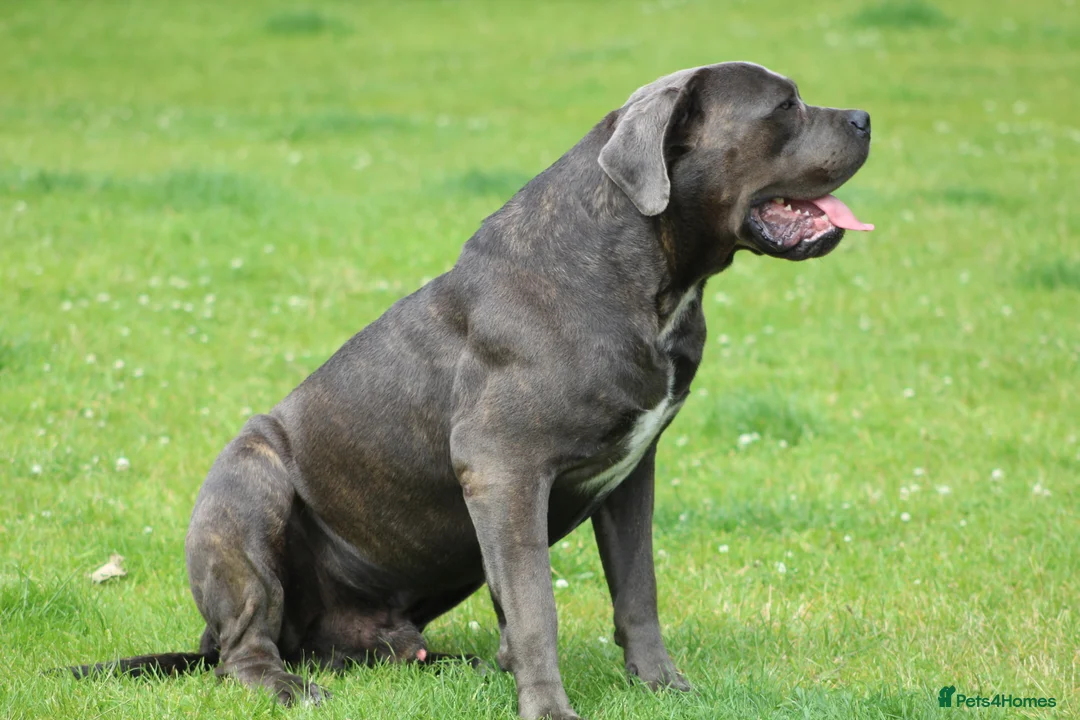 Cane Corso dogs for stud: Dell’Angra / Del Dyrium stud  in Manchester - Advert 8