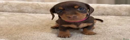 Miniature Dachshund dogs for sale: Miniature Smooth-Haired Dachshund Puppies Puppies in Oxford - Advert 5