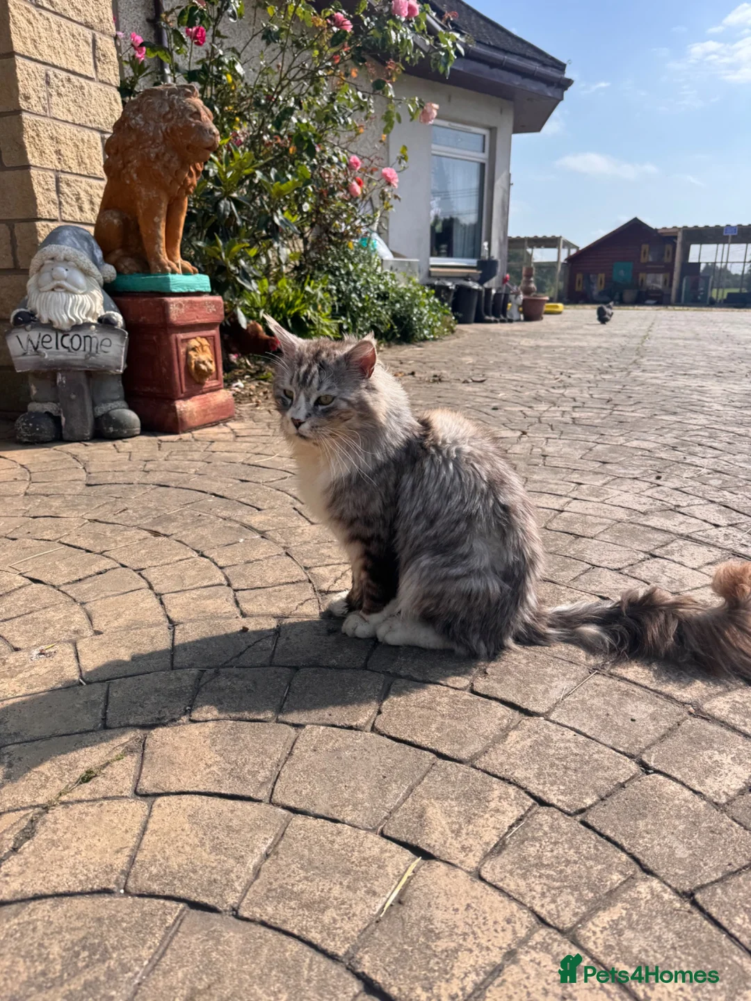 Maine Coon cats for stud: Maine coon stud Ozzy import Poland - Advert 2