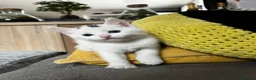 Mixed Breed cats for sale: Adorable Kittens for Sale – Black Boy & White Girl - Advert 4
