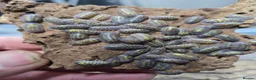 Isopods invertebrates for sale: 25 x Armadillidium granulatum - Advert 4