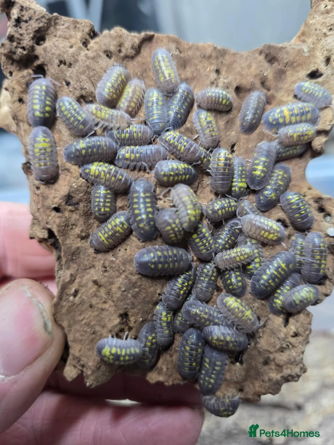 Isopods invertebrates for sale: 25 x Armadillidium granulatum - Advert 4