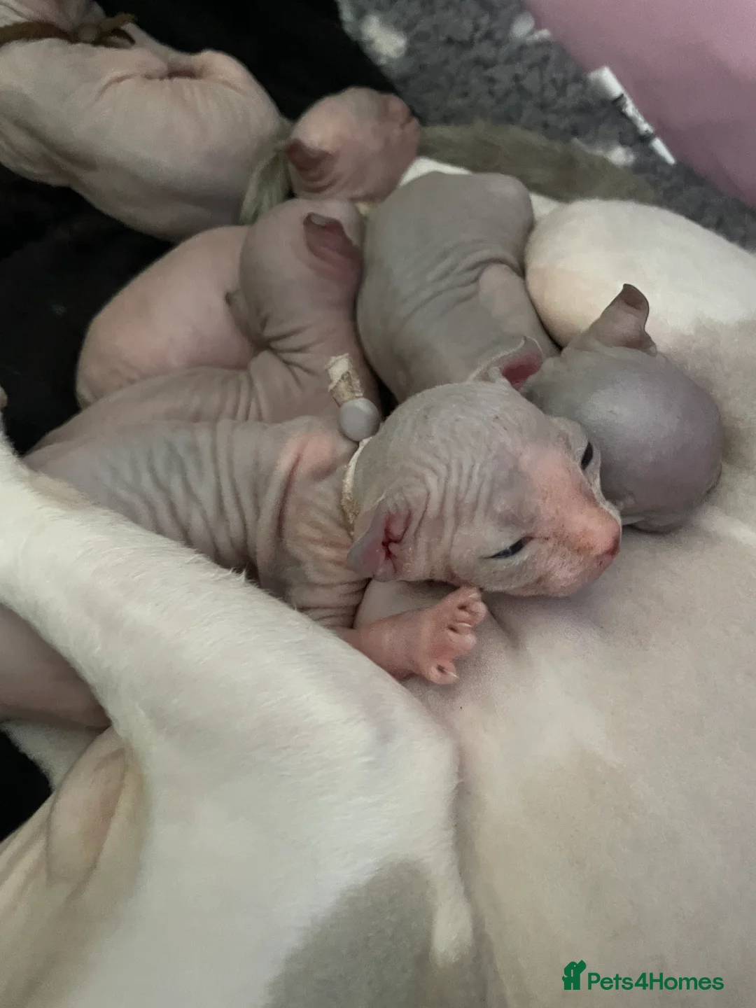 Sphynx cats for sale: Amazing Sphynx & Elf Kittens  - Advert 6