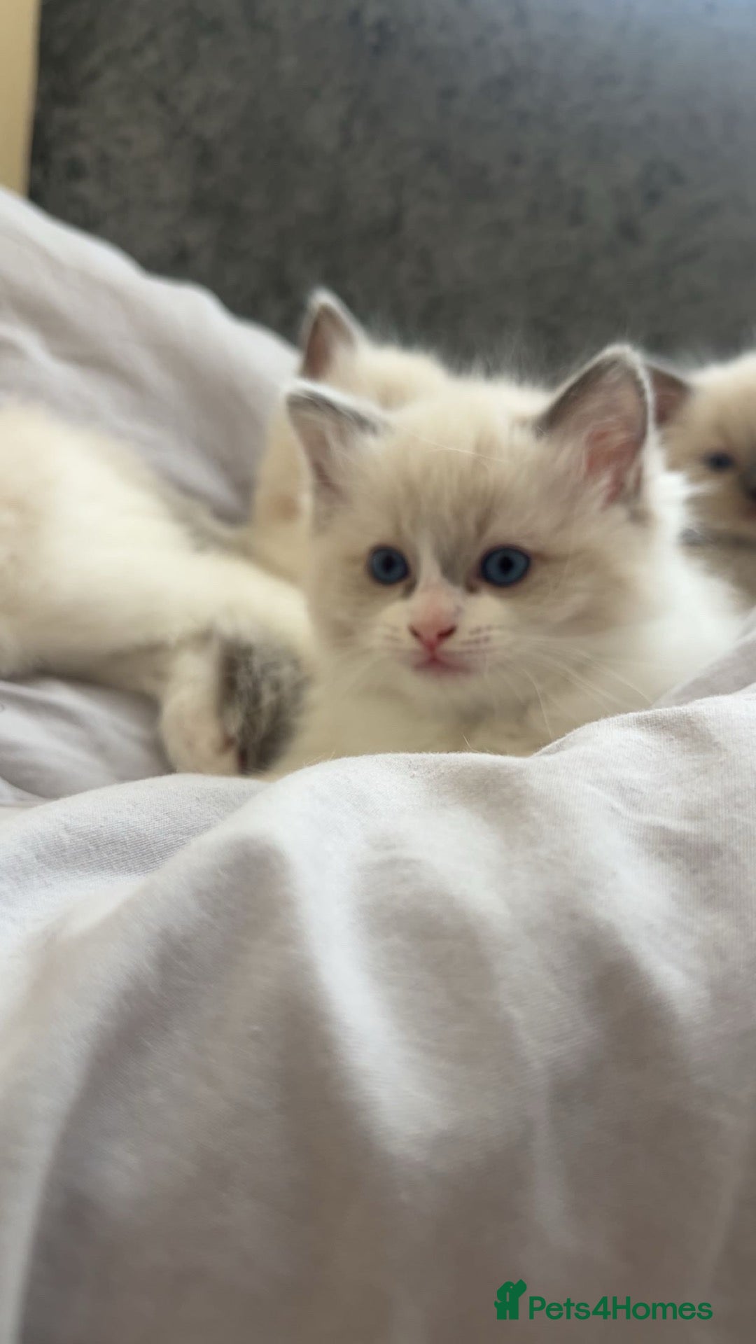Ragdoll cats Gorgeous Ragdoll Kittens Looking for Loving Homes - Advert 17