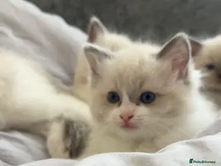 Ragdoll cats Gorgeous Ragdoll Kittens Looking for Loving Homes - Advert 17
