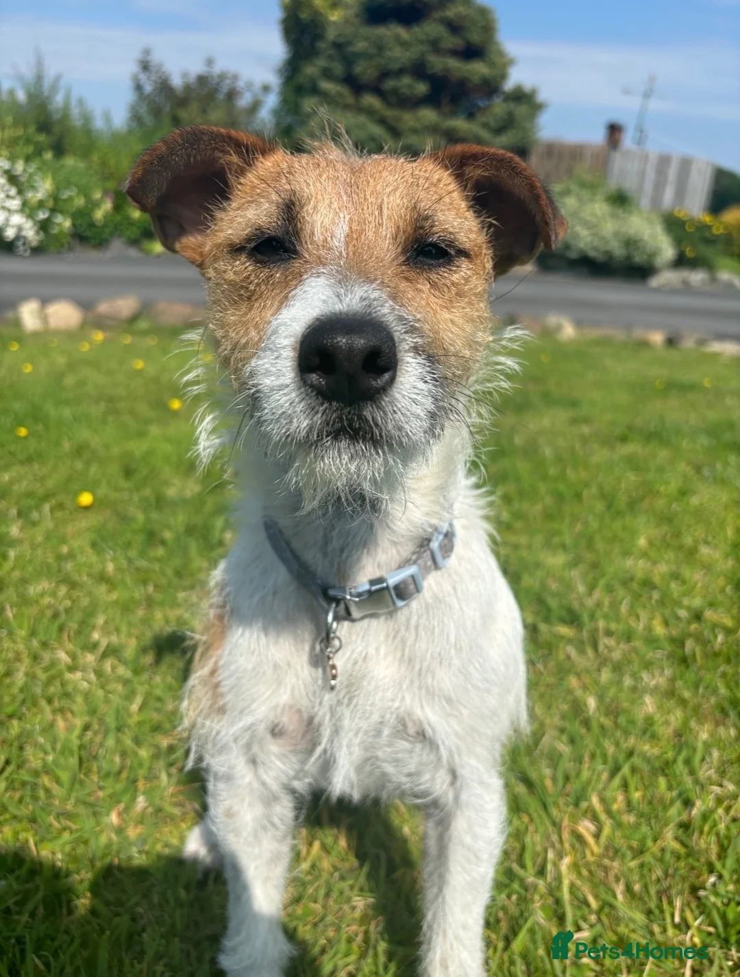 Mixed Breed dogs for sale: Lakeland Russell Puppies for sale - Advert 1