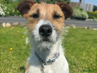 Mixed Breed dogs Lakeland Russell Puppies for sale - Advert 1