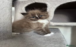 Ragdoll cats for sale: Stunning Female Seal Mink Ragdoll Kitten  - Image 15