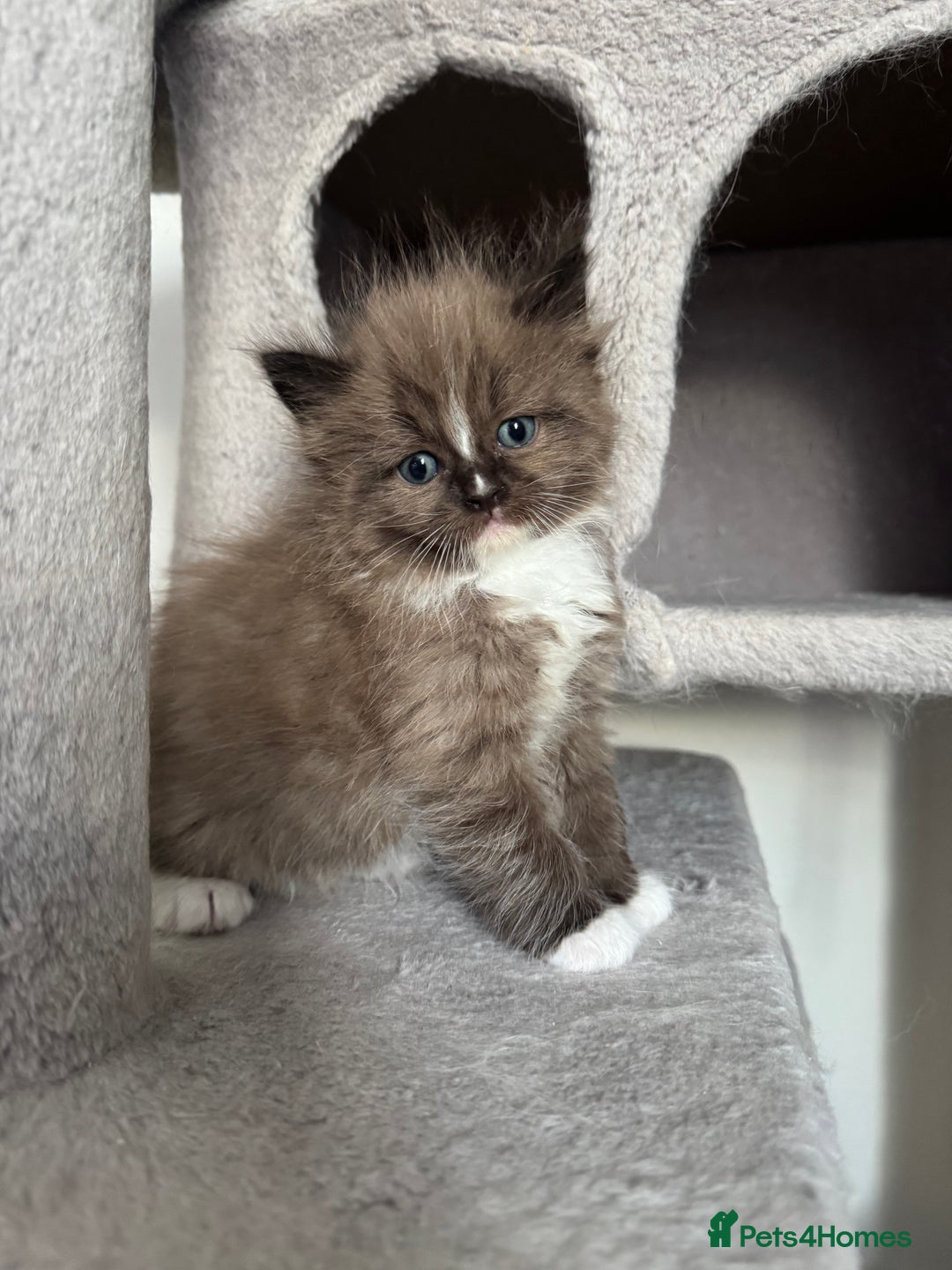Ragdoll cats for sale: Stunning Female Seal Mink Ragdoll Kitten  - Image 15