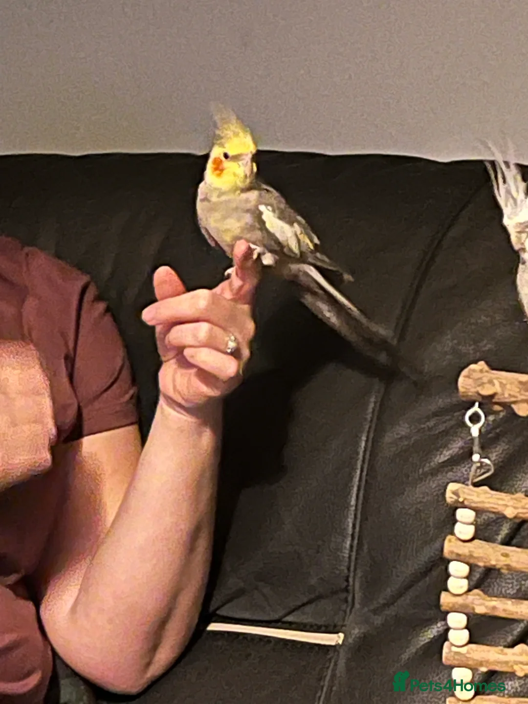 Cockatiels birds for sale: 2 beautiful cockatiels - Advert 7