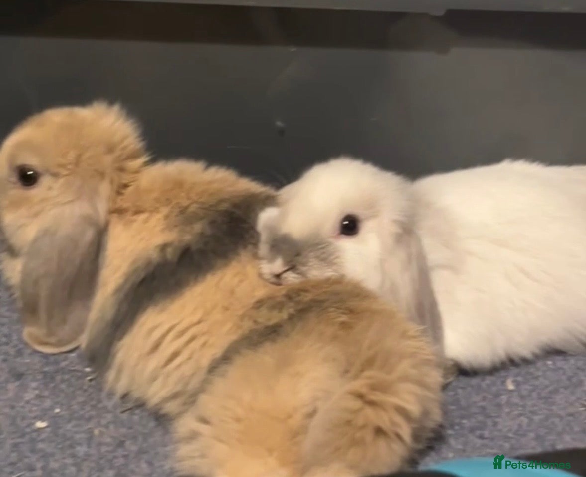Mini Lop rabbits Two Bonded Rabbits (Brother and Sister) - Advert 2