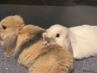 Mini Lop rabbits Two Bonded Rabbits (Brother and Sister) - Advert 6