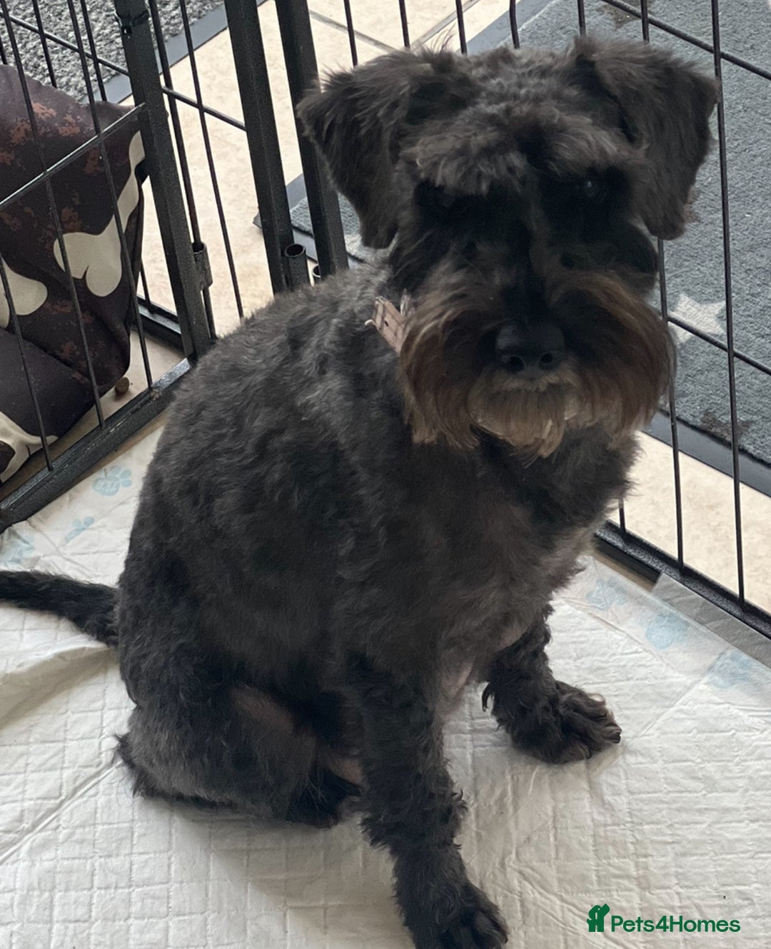 Mixed Breed dogs for sale: 🐾🐶Schnauzer/ Schnoodles 🐶🐾 - Image 16