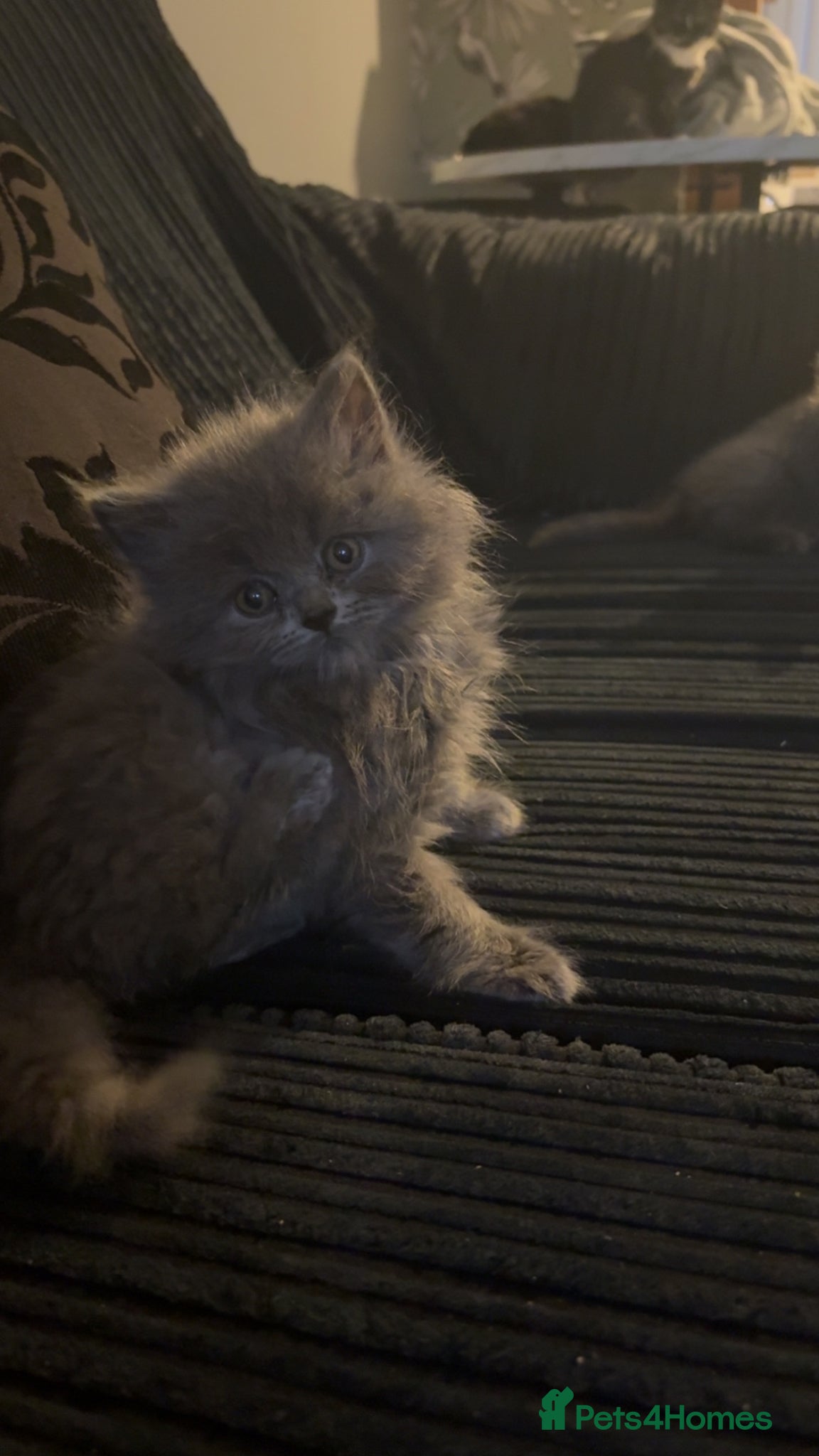 British Shorthair cats for sale: Affectionate kittens  - Advert 1