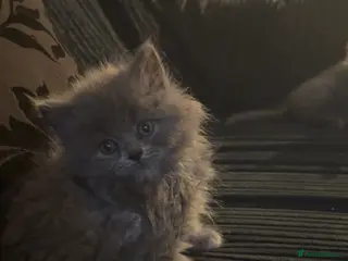 British Shorthair cats for sale: Affectionate kittens - Advert 1