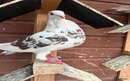 Pigeons birds for sale: Pouter pigeons for sell  - Image 3
