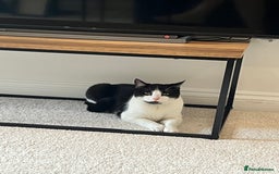 British Shorthair cats for sale: Rehoming my cat Stitch.  - Image 6