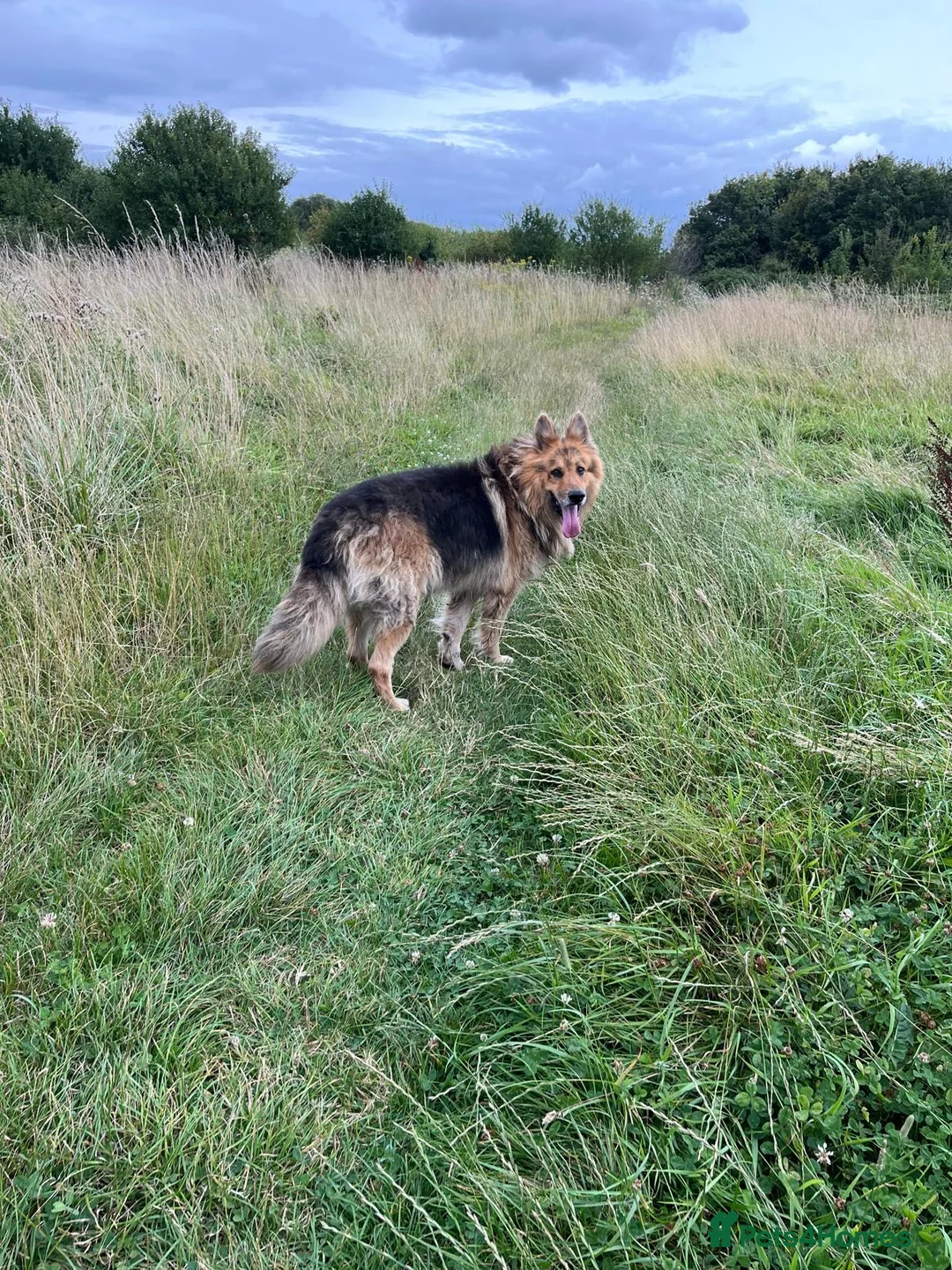 German Shepherd dogs for sale: German shepherd puppies  - Advert 16