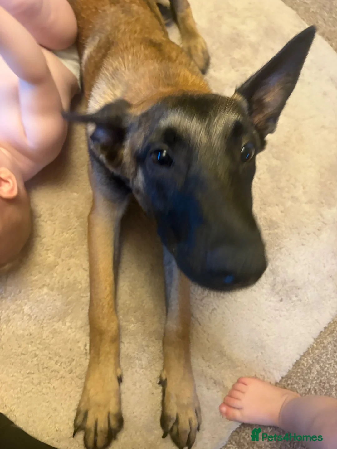 Belgian Shepherd Dog dogs for sale: belgium malinois in Lincoln - Advert 4