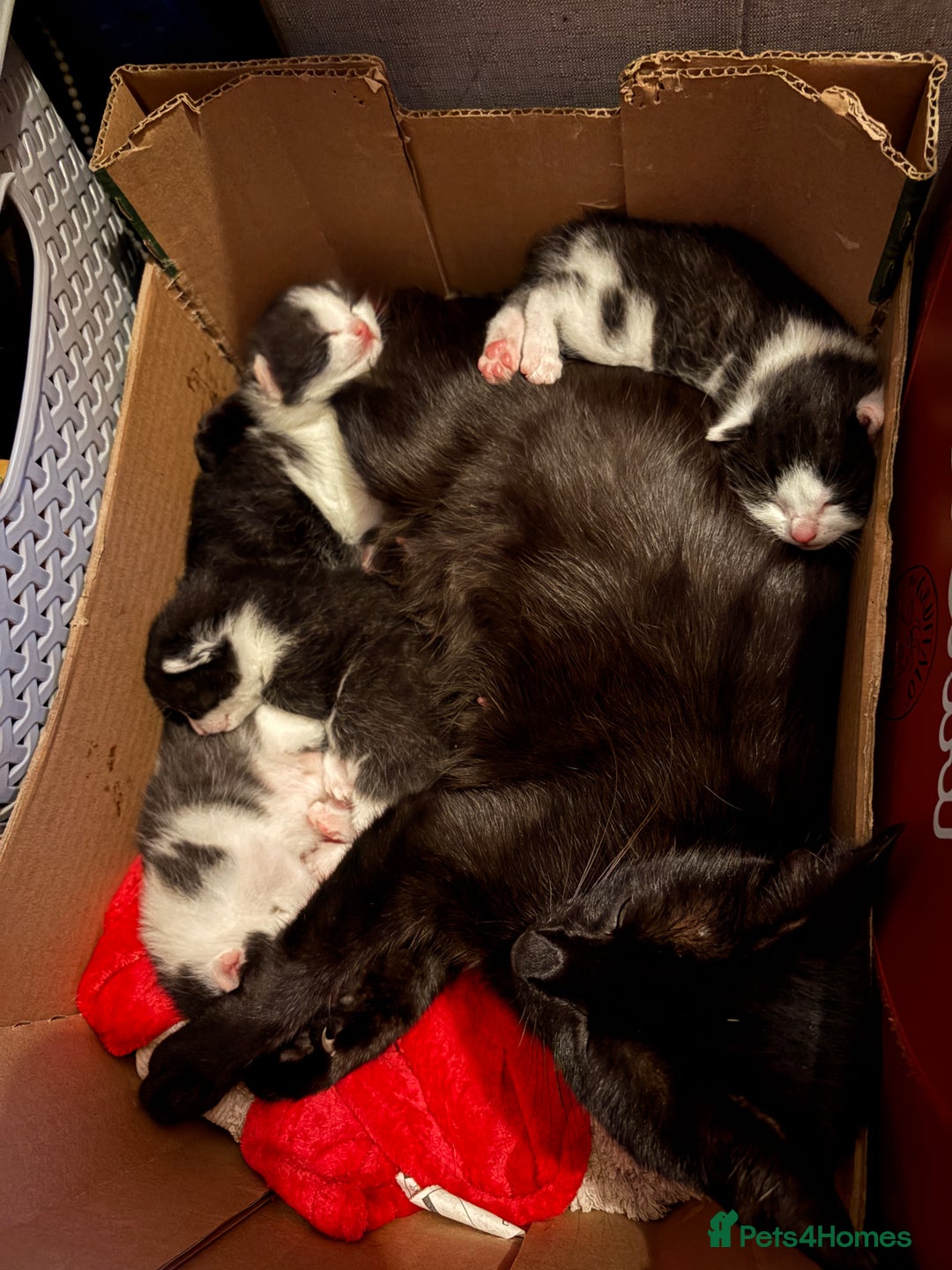 Mixed Breed cats for sale: Mixed breed kittens  - Image 22