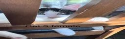 Mixed Breed cats for sale: 6 adorable cute kittens for sale in London - Advert 12