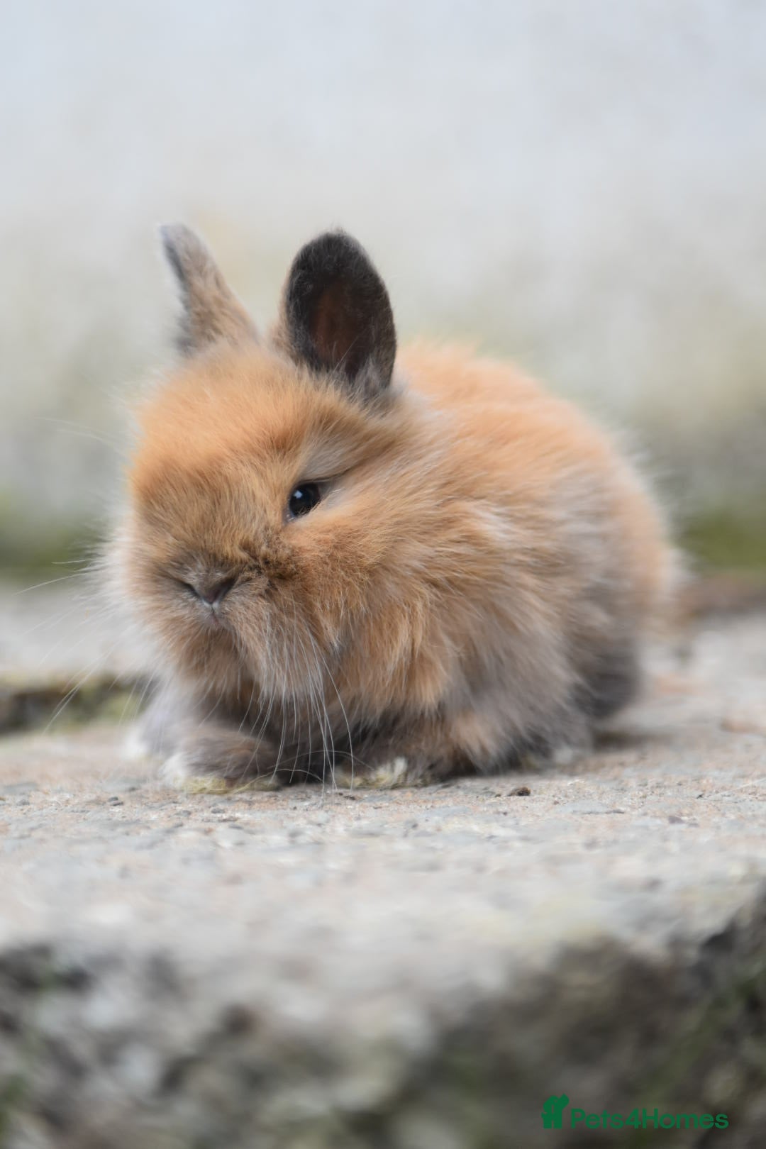 Angora rabbits for sale: French Imported Pedigree English Angoras - Image 15