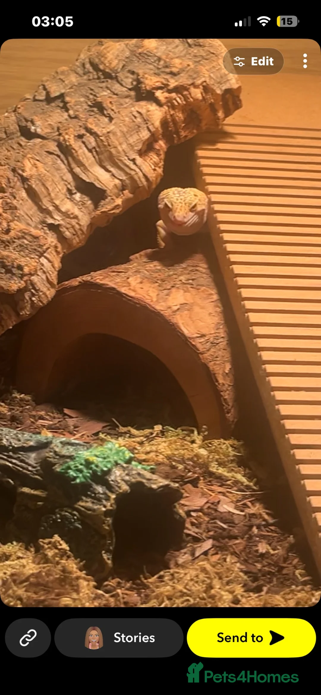 Leopard Gecko reptiles for sale: Tangerine albino leopard gecko  in Motherwell - Advert 2