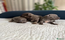 Chihuahua dogs for sale: Best quality Pedigree Puppies KC  - Image 8