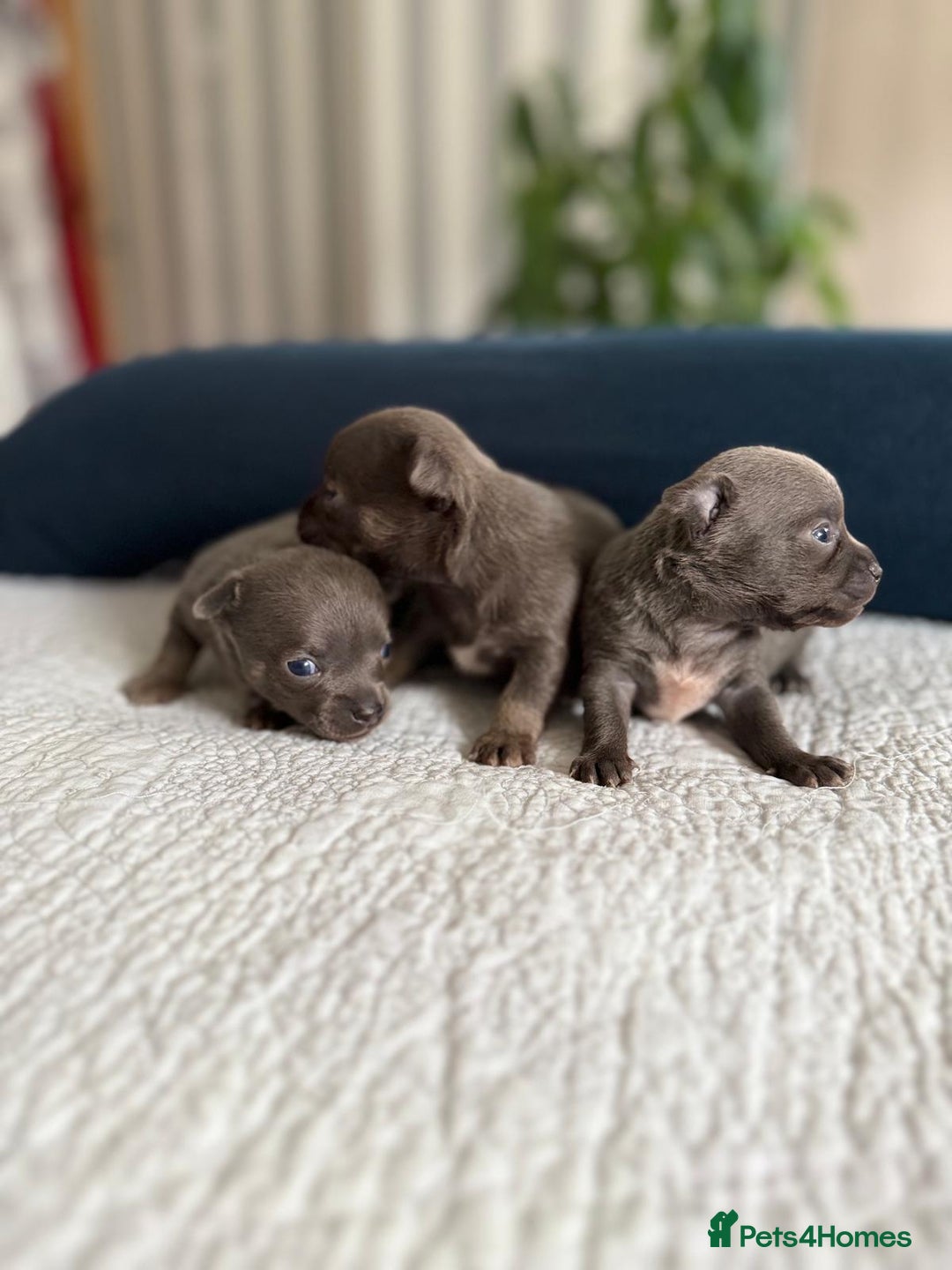 Chihuahua dogs for sale: Best quality Pedigree Puppies KC  - Image 8