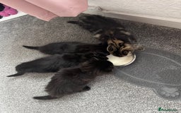 Mixed Breed cats for sale: 2 black half ragdoll kittens - Image 4