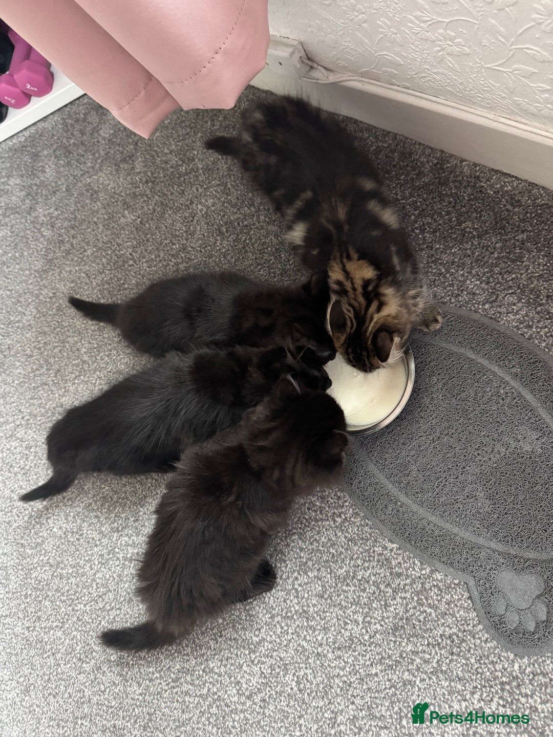 Mixed Breed cats for sale: 2 black half ragdoll kittens - Image 4