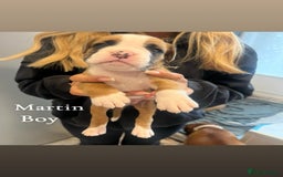 Boxer dogs for sale: Beautiful Boxer Puppies  🐾 - Image 19