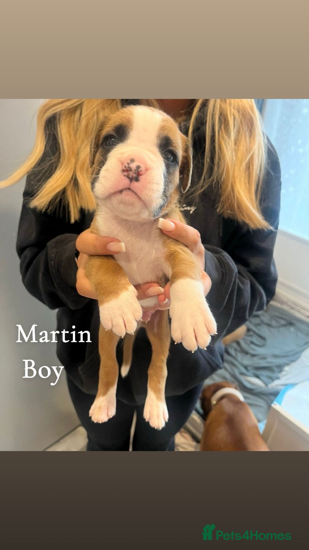 Boxer dogs for sale: Beautiful Boxer Puppies  🐾 - Image 19