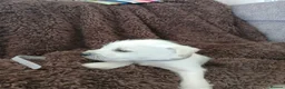 Miniature Schnauzer dogs for sale: Gorgeous kc registered miniature schnauzer puppies - Advert 17