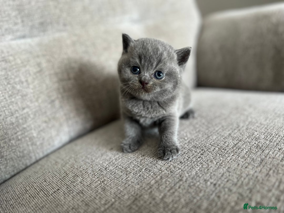 British Shorthair cats for sale: Beautiful, show quality lilac and blue BSH - Image 9