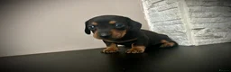 Miniature Dachshund dogs for sale: Beautiful miniature dachshund PRA clear boys  - Advert 5