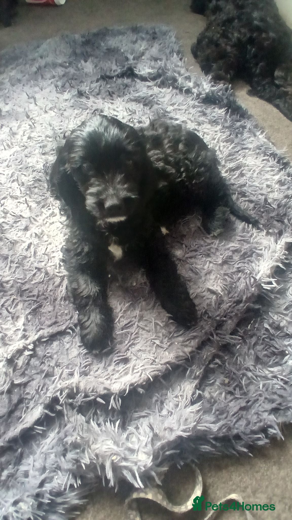 Mixed Breed dogs Adorable Cockapoo x Puppies Ready for new homes - Advert 17