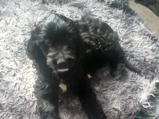 Mixed Breed dogs Adorable Cockapoo x Puppies Ready for new homes - Advert 17