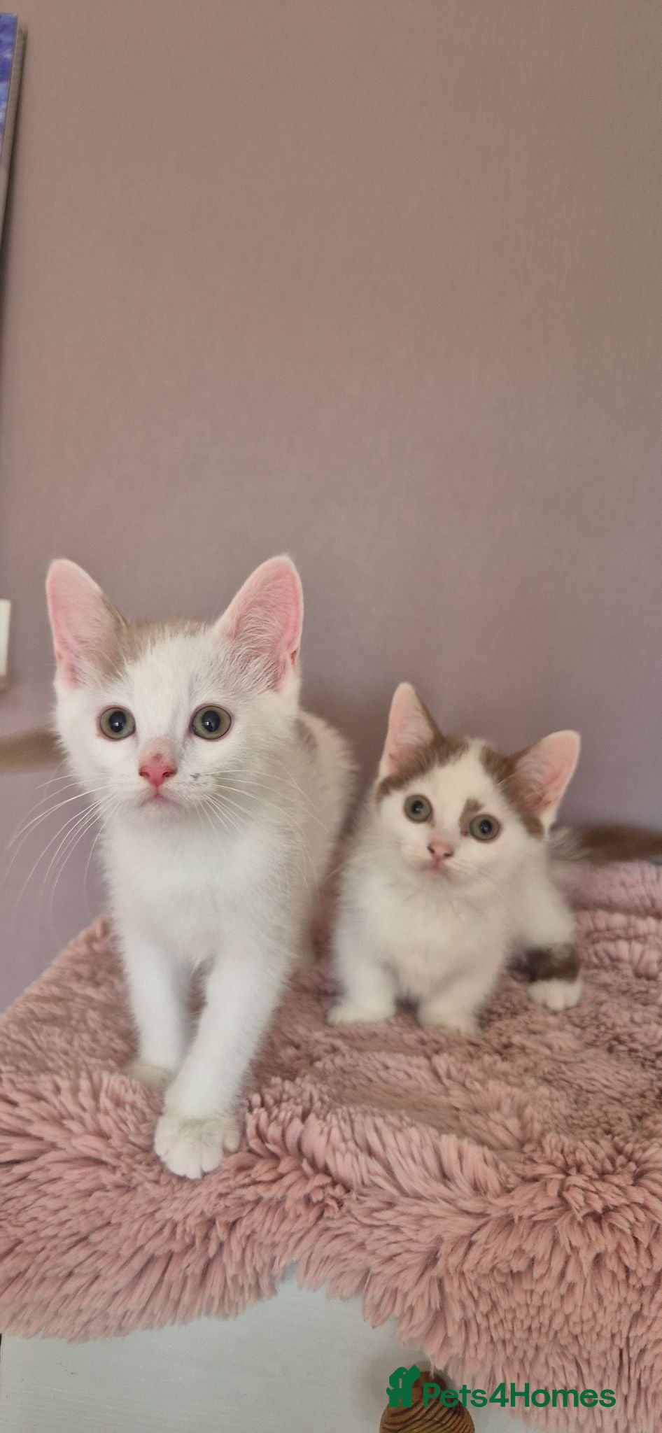 Munchkin cats for sale: Beautiful Munchkin kittens  - Advert 1
