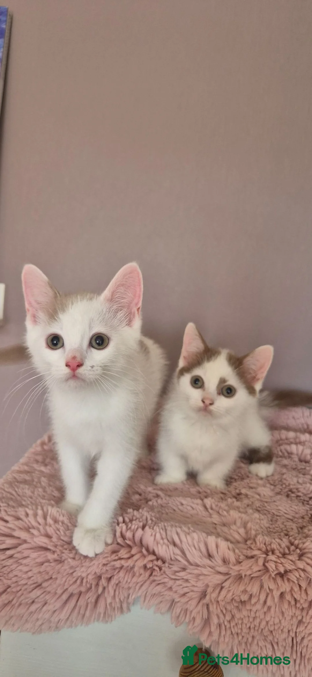 Munchkin cats for sale: Beautiful Munchkin kittens  - Advert 2