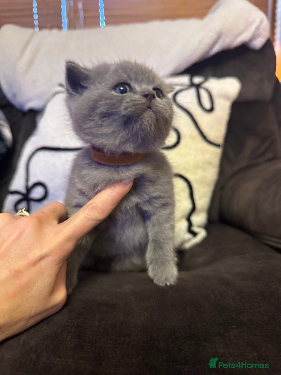 British Shorthair cats for sale: British Shorthair Kittens For Sale - Advert 5