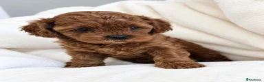 Cavalier King Charles Spaniel 2