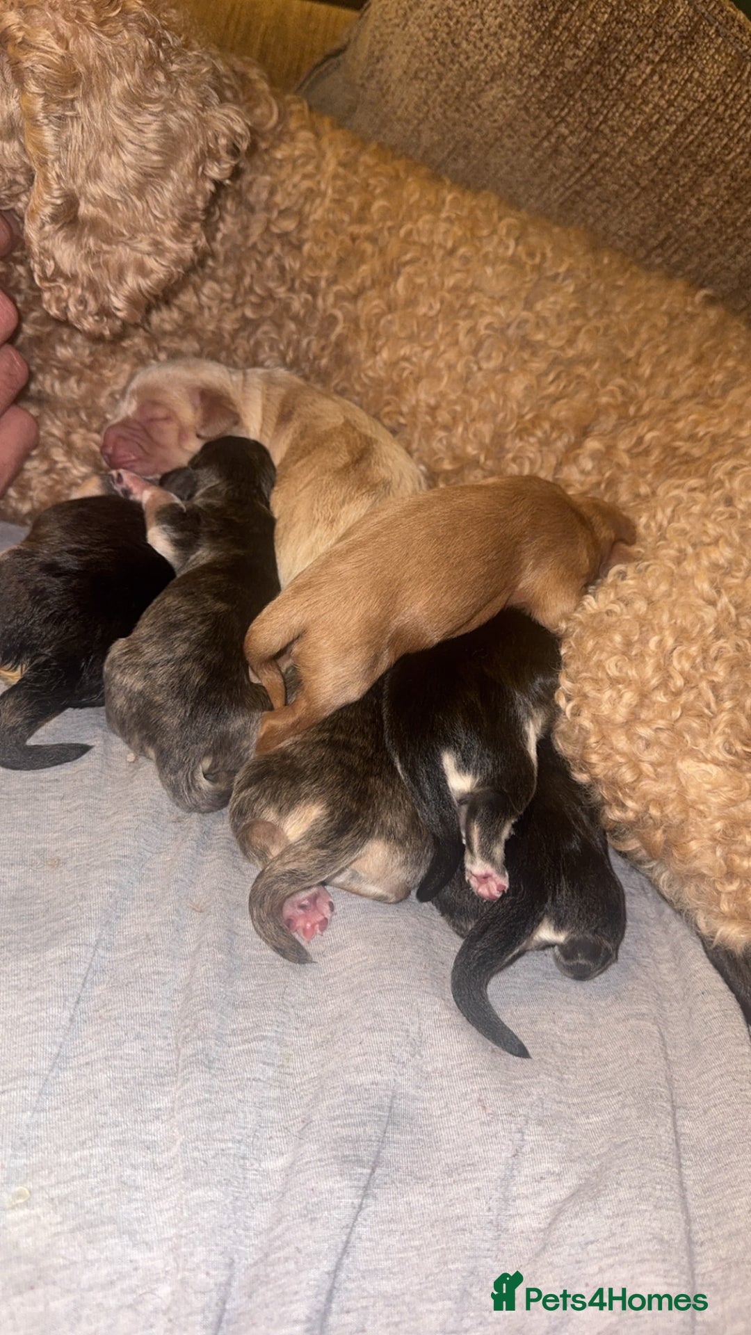 Mixed Breed dogs for sale: Stunning litter of Australian labradoodles  - Image 1