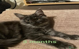 Maine Coon cats for sale: 3 mine coons cross girls  - Image 2